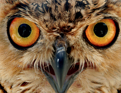 A close up of an owl 's face with yellow eyes