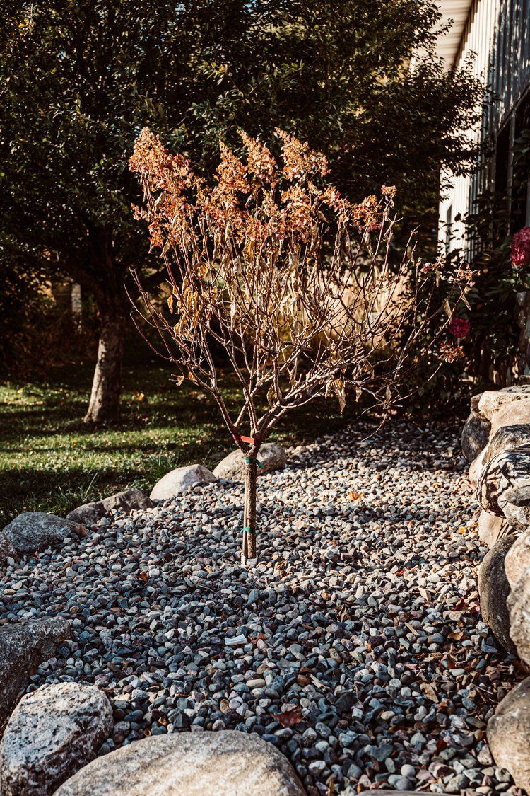 A small tree is growing in a rock garden.