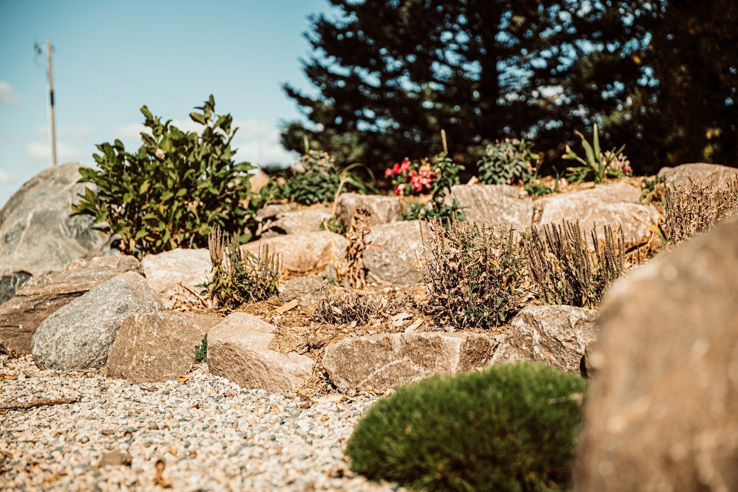 A rock garden with a lot of rocks and plants