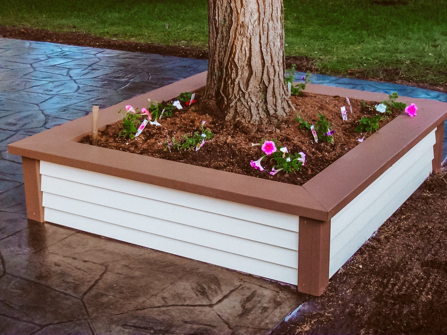 A tree in a square planter with pink flowers