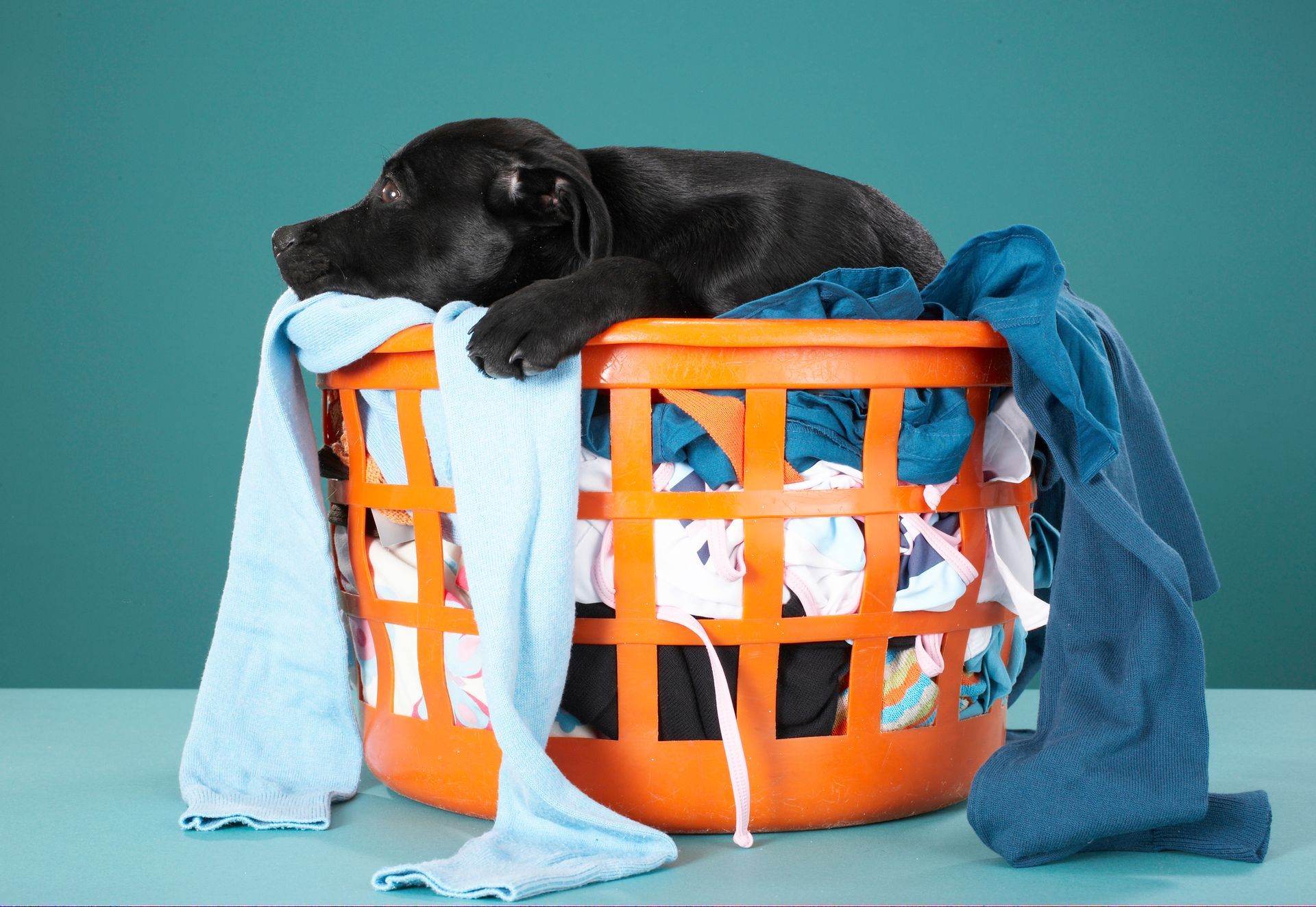 Puppy Lying in Laundry Basket — Perth, WA — LAC Group