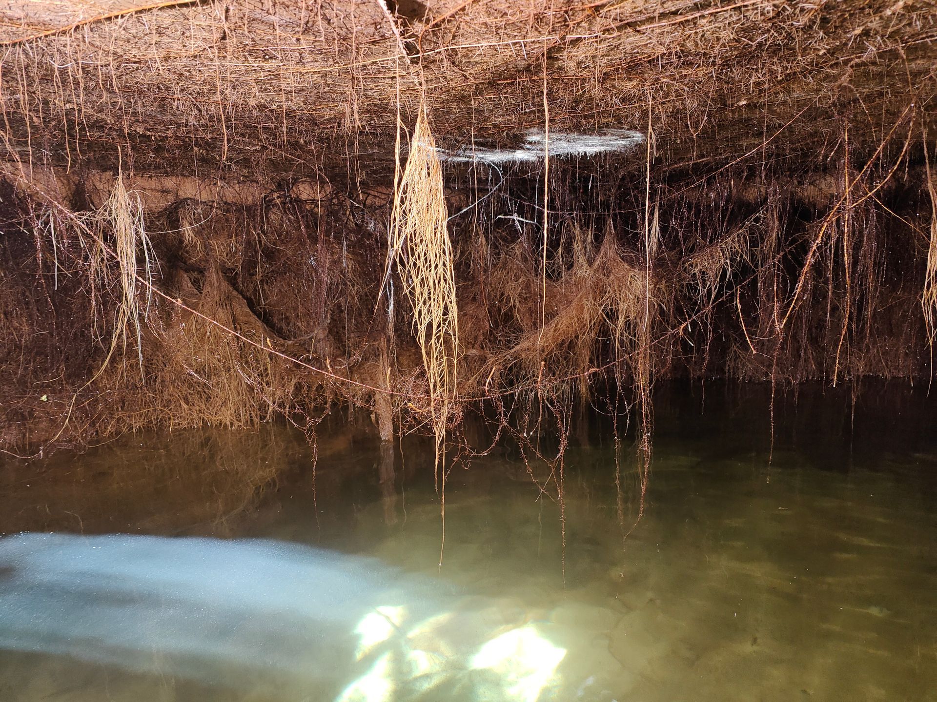 Vegetation hanging on the inside of a water tank - Hastings Water Care in Port Macquarie NSW