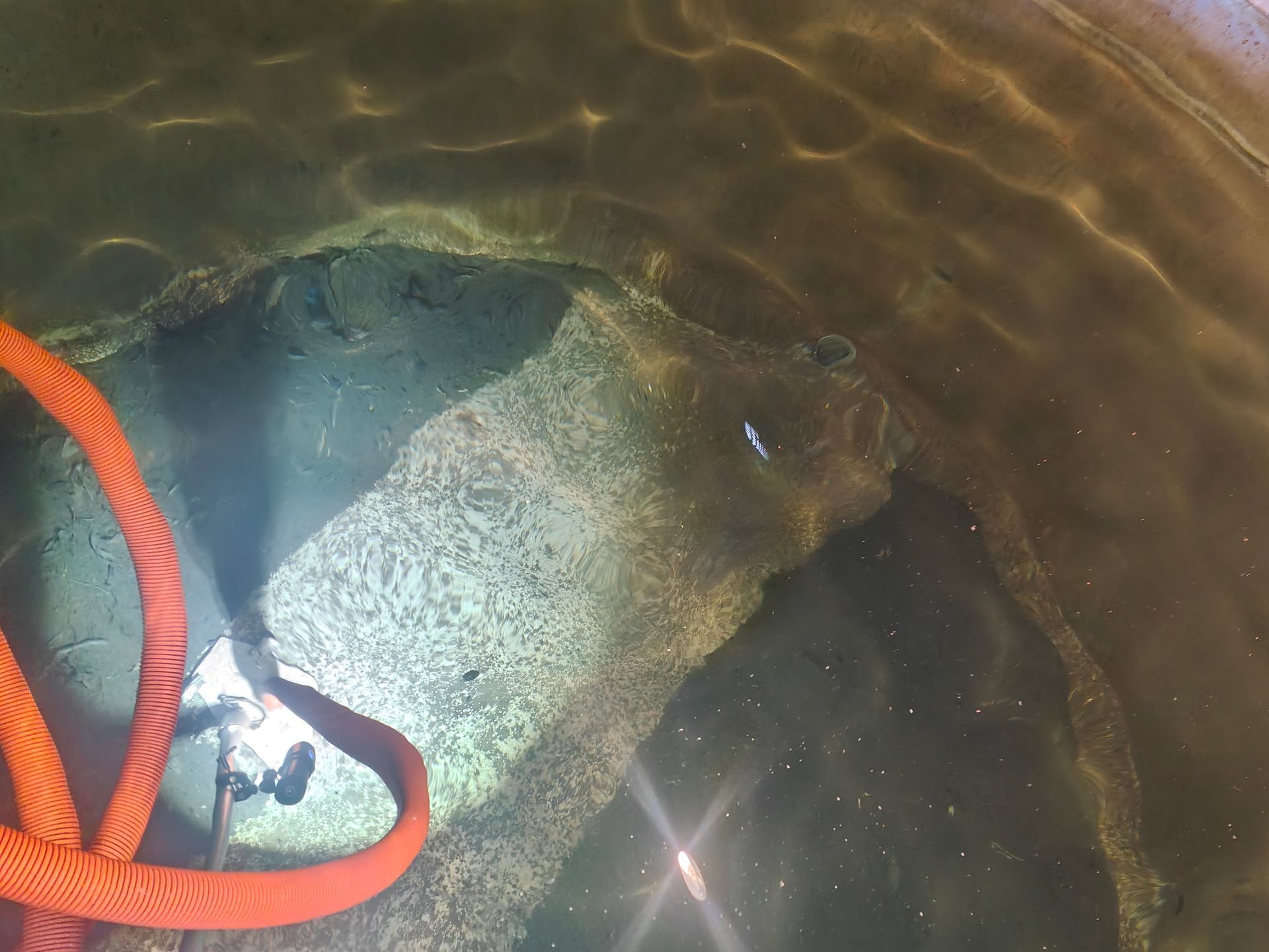 An orange pipe is tangled in a body of water - Hastings Water Care in Port Macquarie NSW
