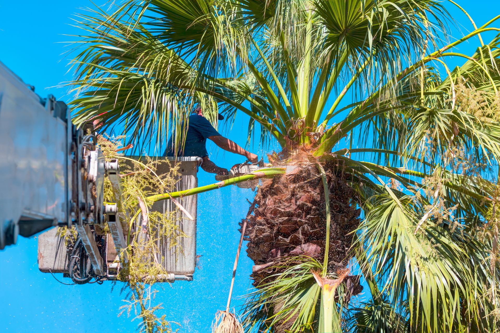 Man in a lift trims a palm tree with a chainsaw under a blue sky.