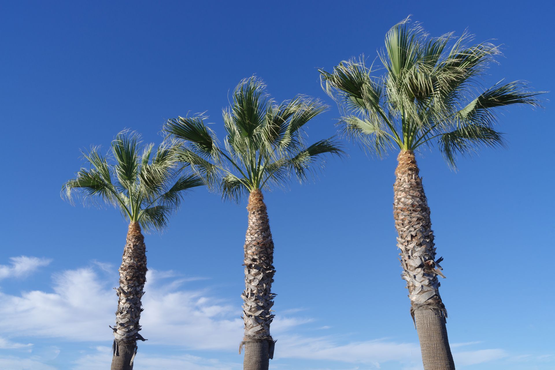 Three tall palm trees against a bright blue sky with a few wispy clouds.