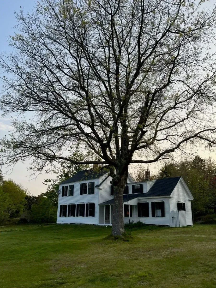 A white house with a large tree in front of it.