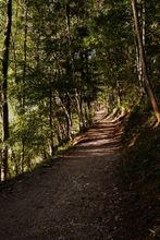 Dense green woodland trees with dappled sunlight — lush mature landscaping