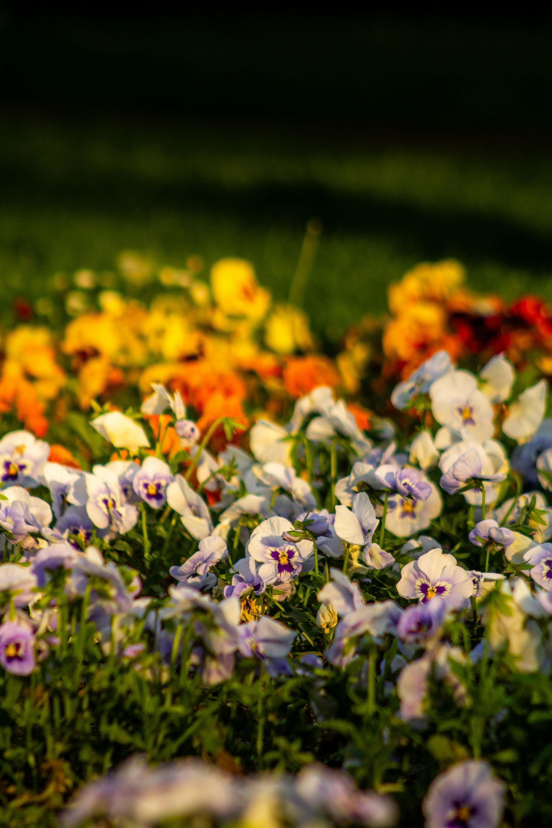 Close-up of vibrant yellow and orange flowers in a well-maintained garden border