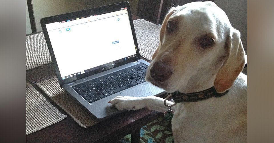 Dog using a laptop