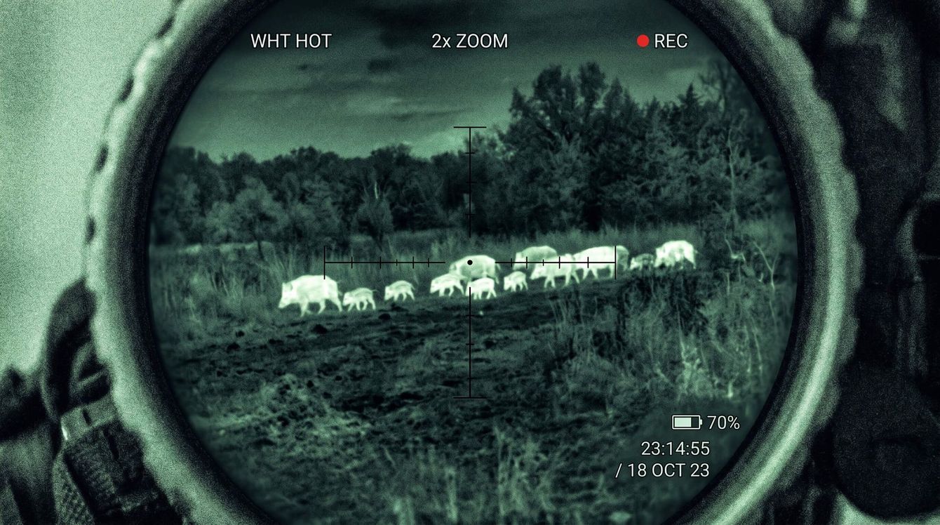 Shot of a sounder of feral hogs at night time
