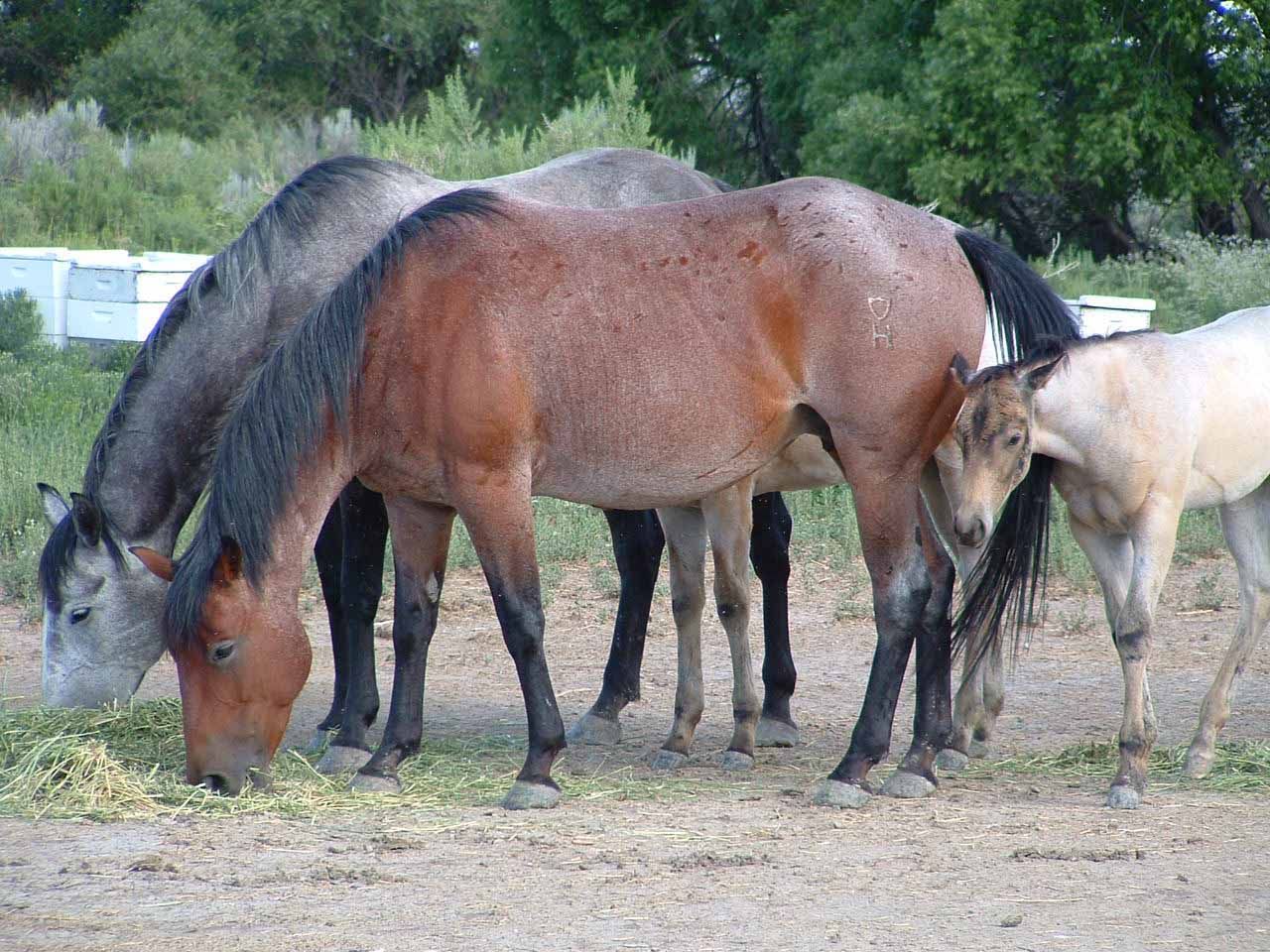 registered-ranch-bred-broodmares