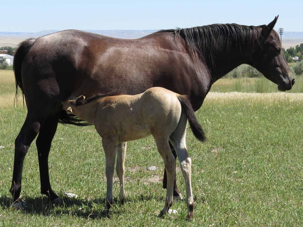 registered-ranch-bred-broodmares