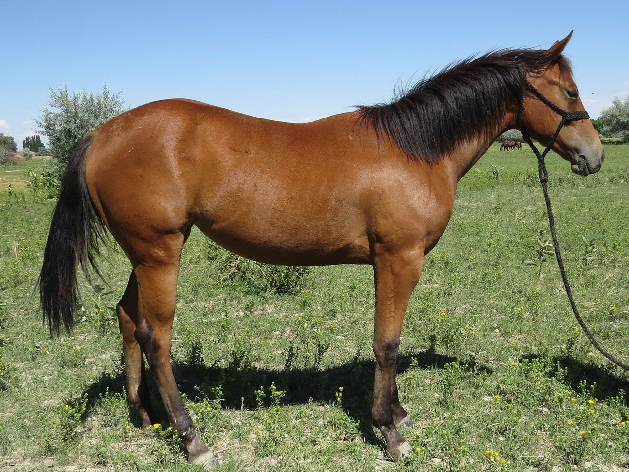 ranch-horse-prospects-for-sale