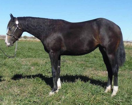 broodmares