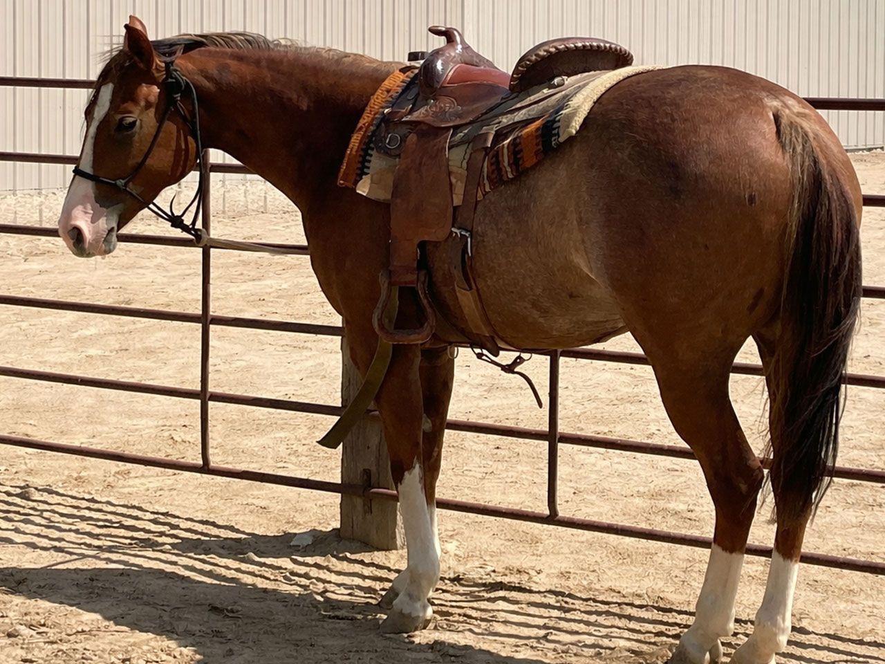 horses-in-training-prospects