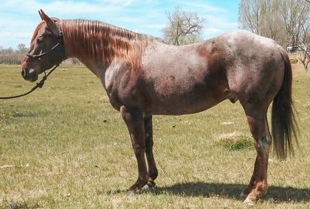 good-times-too-stallion-stud