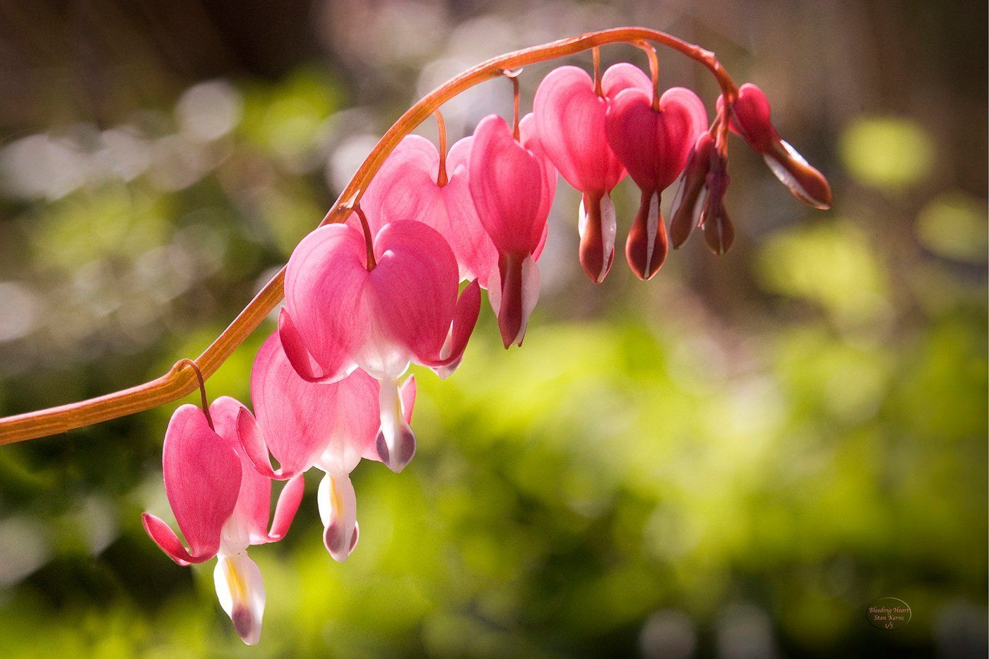 A close up of a bleeding heart flower with a green background