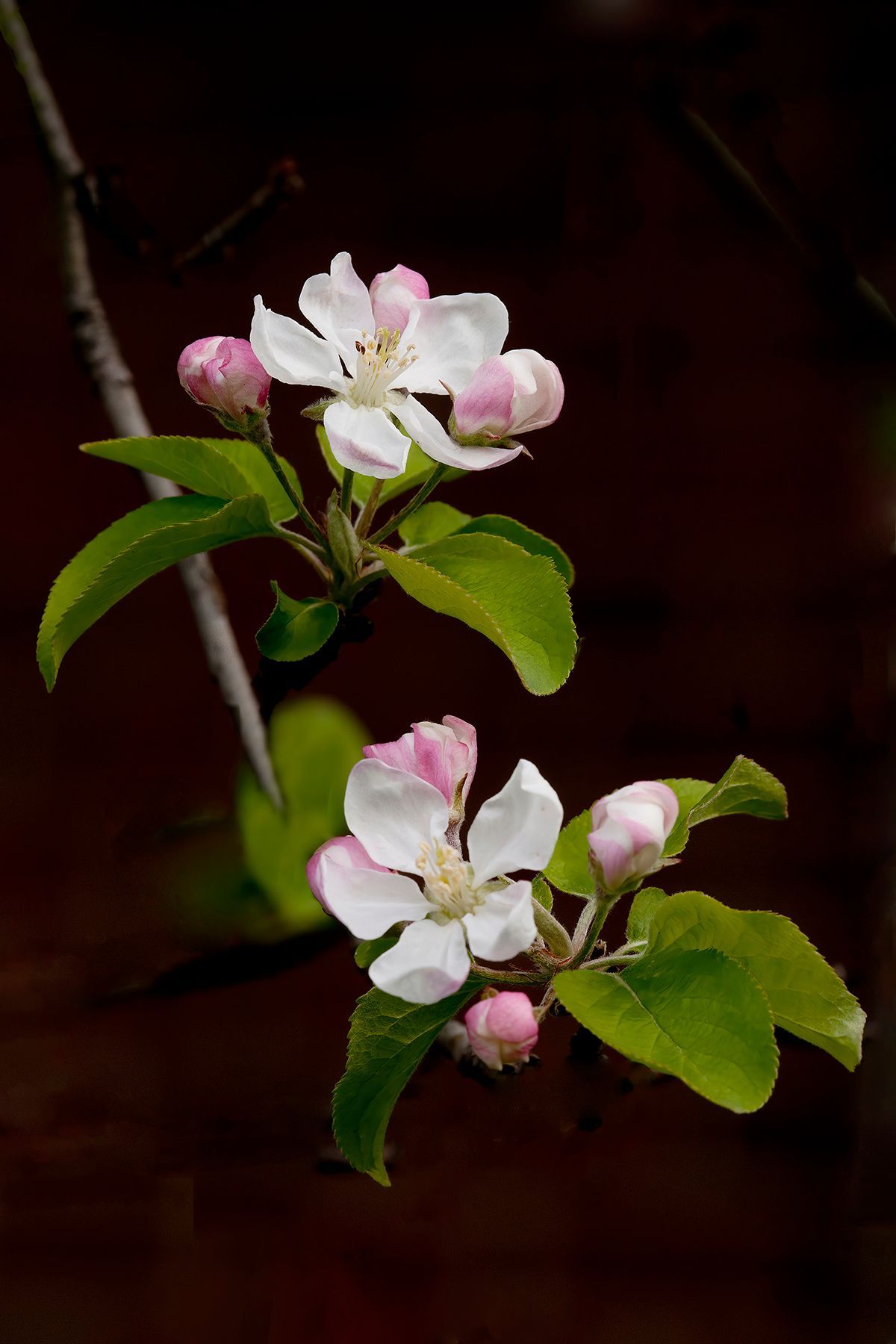 A close up of two apple blossoms on a tree branch.