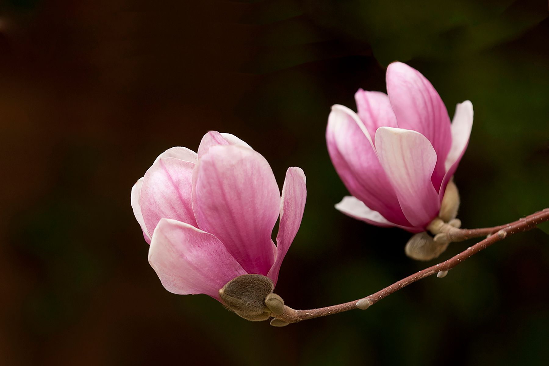 Two pink flowers are growing on a tree branch.