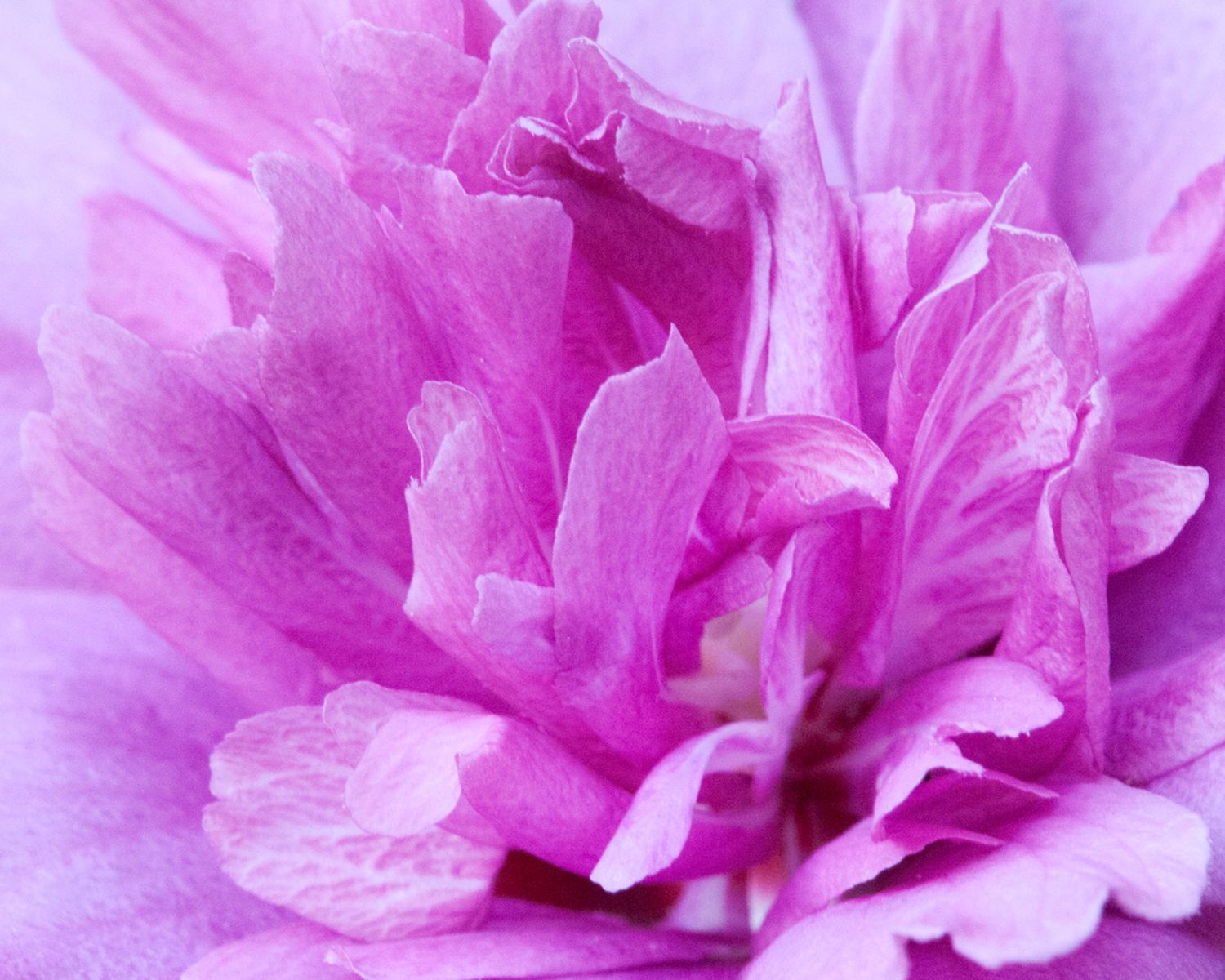 A close up of a purple flower with a white center