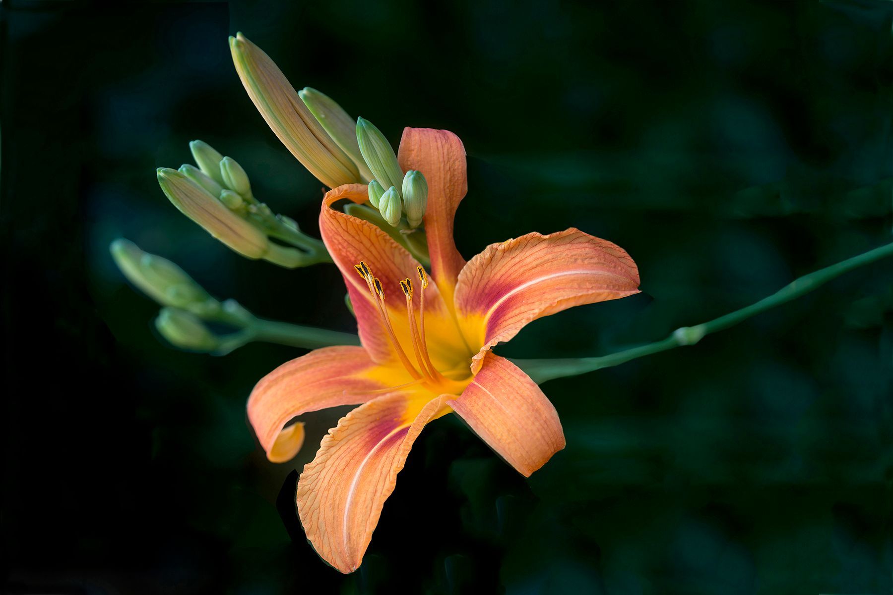 A close up of a flower with buds on a dark background