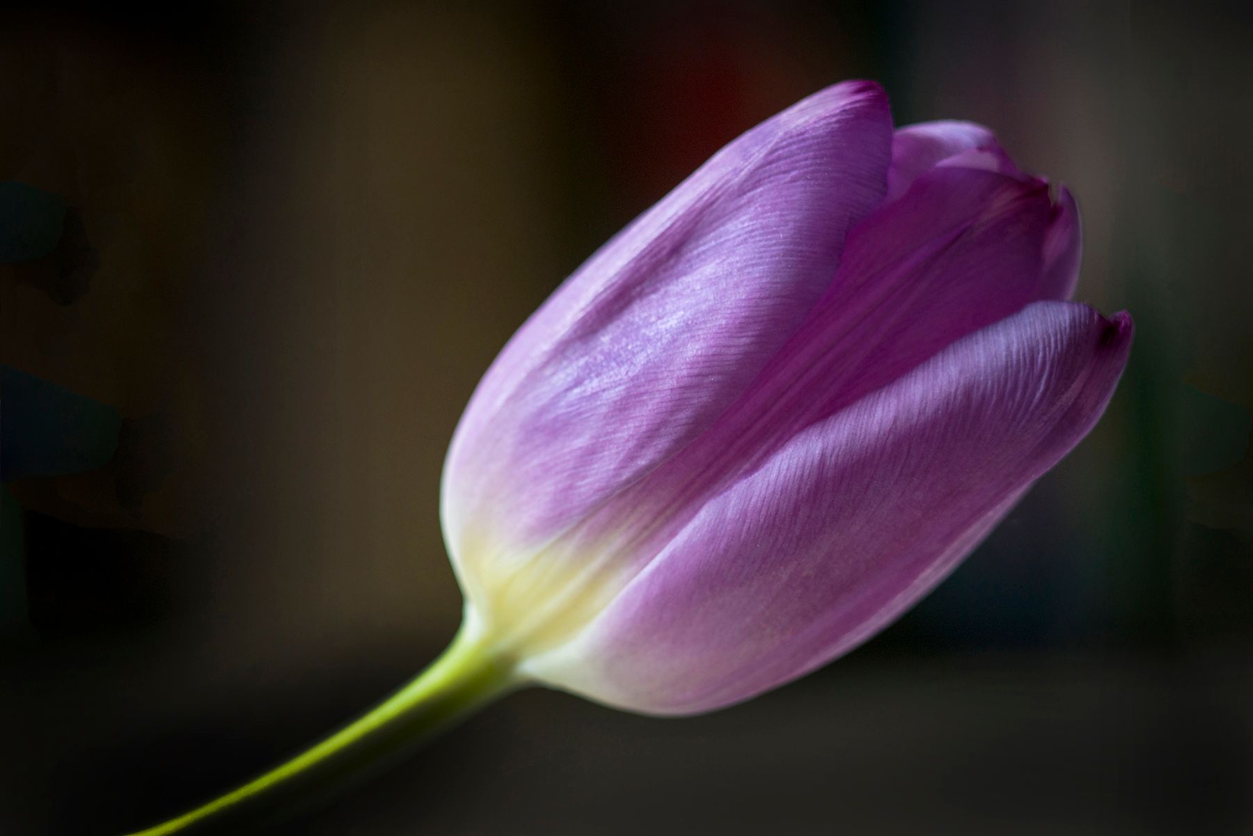 A close up of a purple tulip with a green stem.