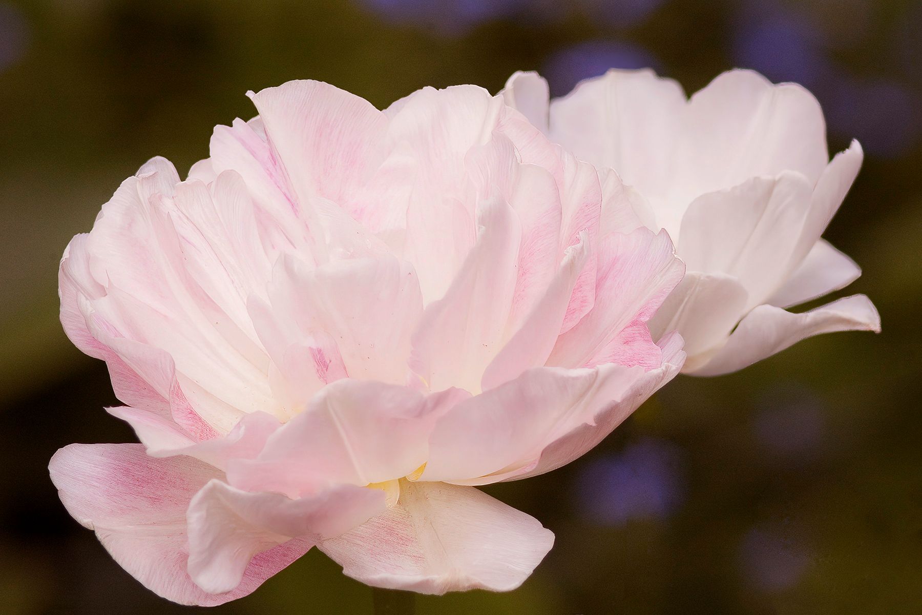 A close up of a pink flower with a green background