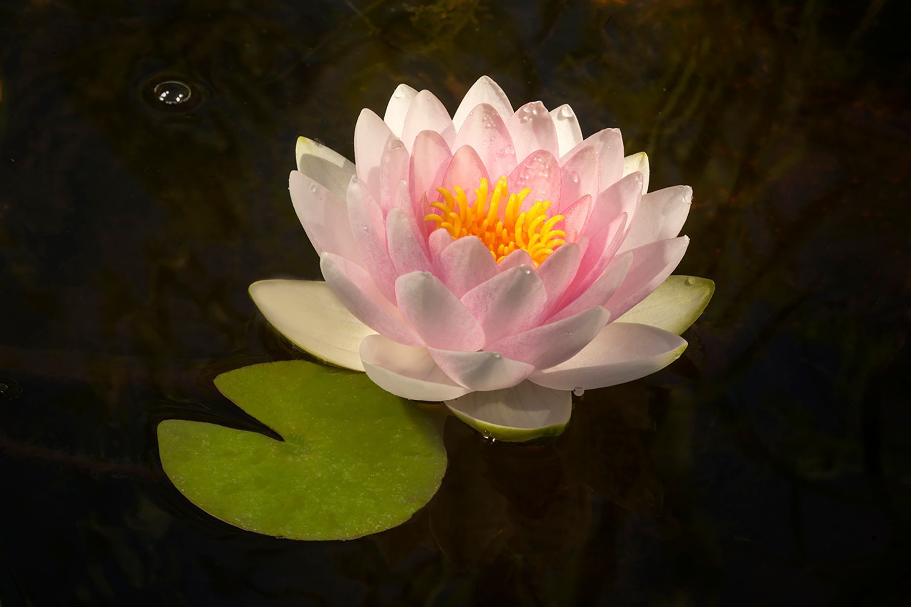 A pink water lily with a yellow center is floating in a pond.