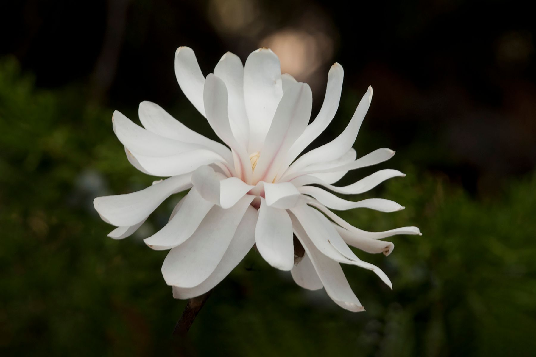A close up of a white flower with a green background
