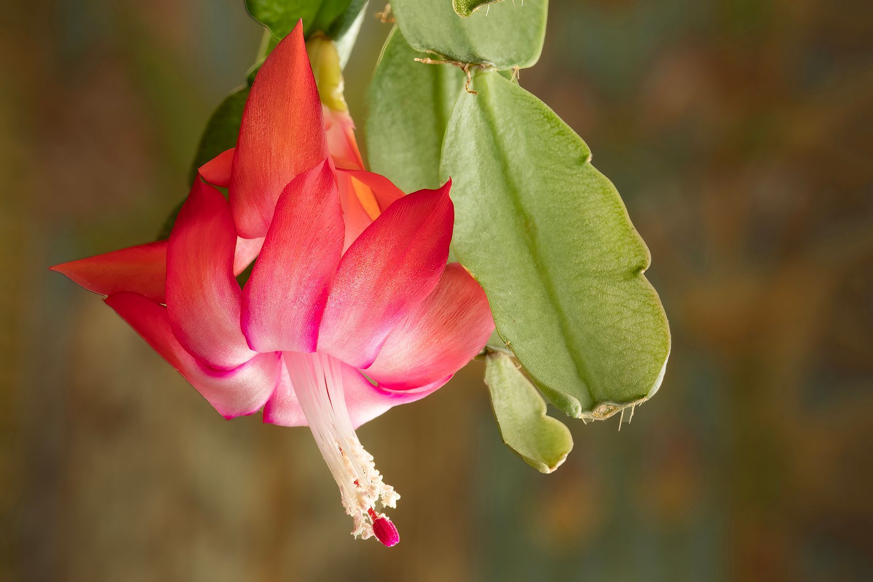 A close up of a red flower hanging from a plant.