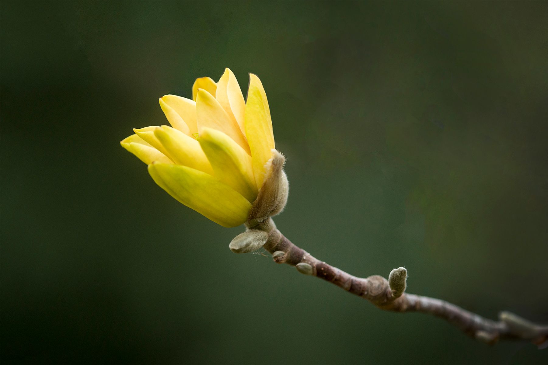 A close up of a yellow flower bud on a tree branch.