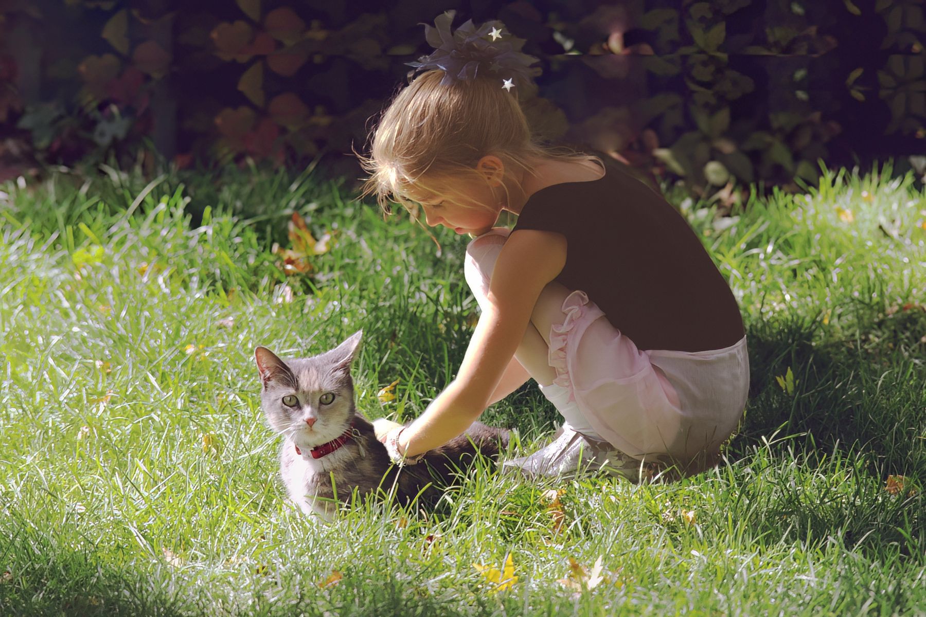 A little girl is petting a cat in the grass