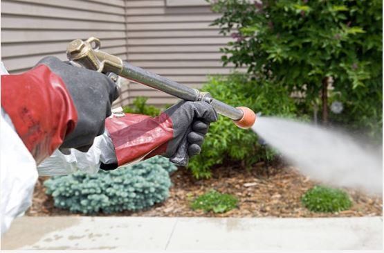 Una persona sta spruzzando un giardino con uno spruzzatore.