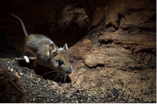 Un topo è in piedi su una roccia in una grotta buia