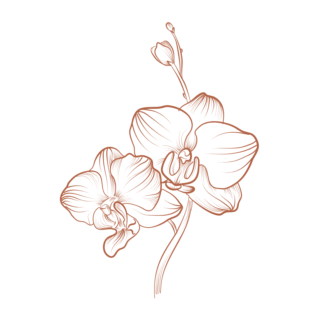 A drawing of an orchid flower on a white background.