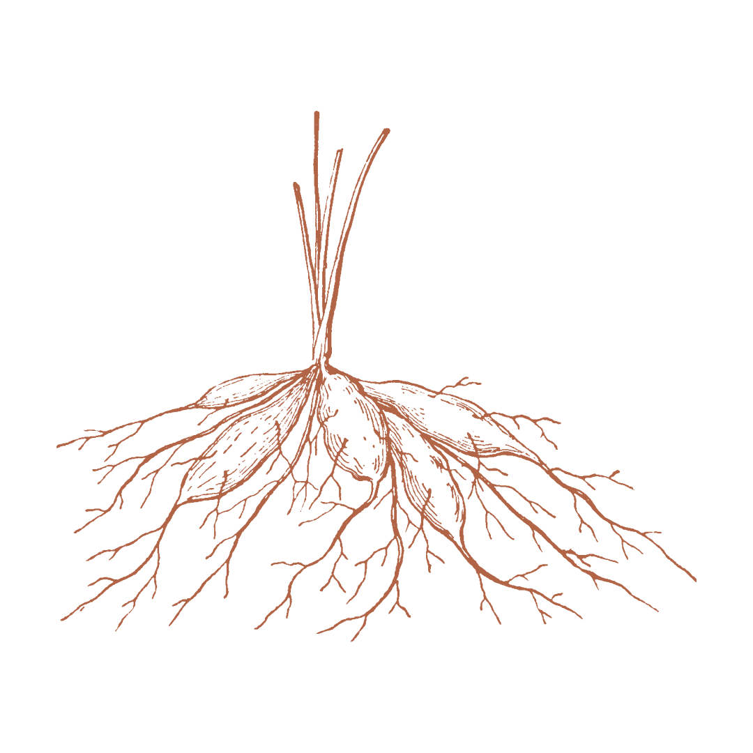 A drawing of a tree with roots on a white background.