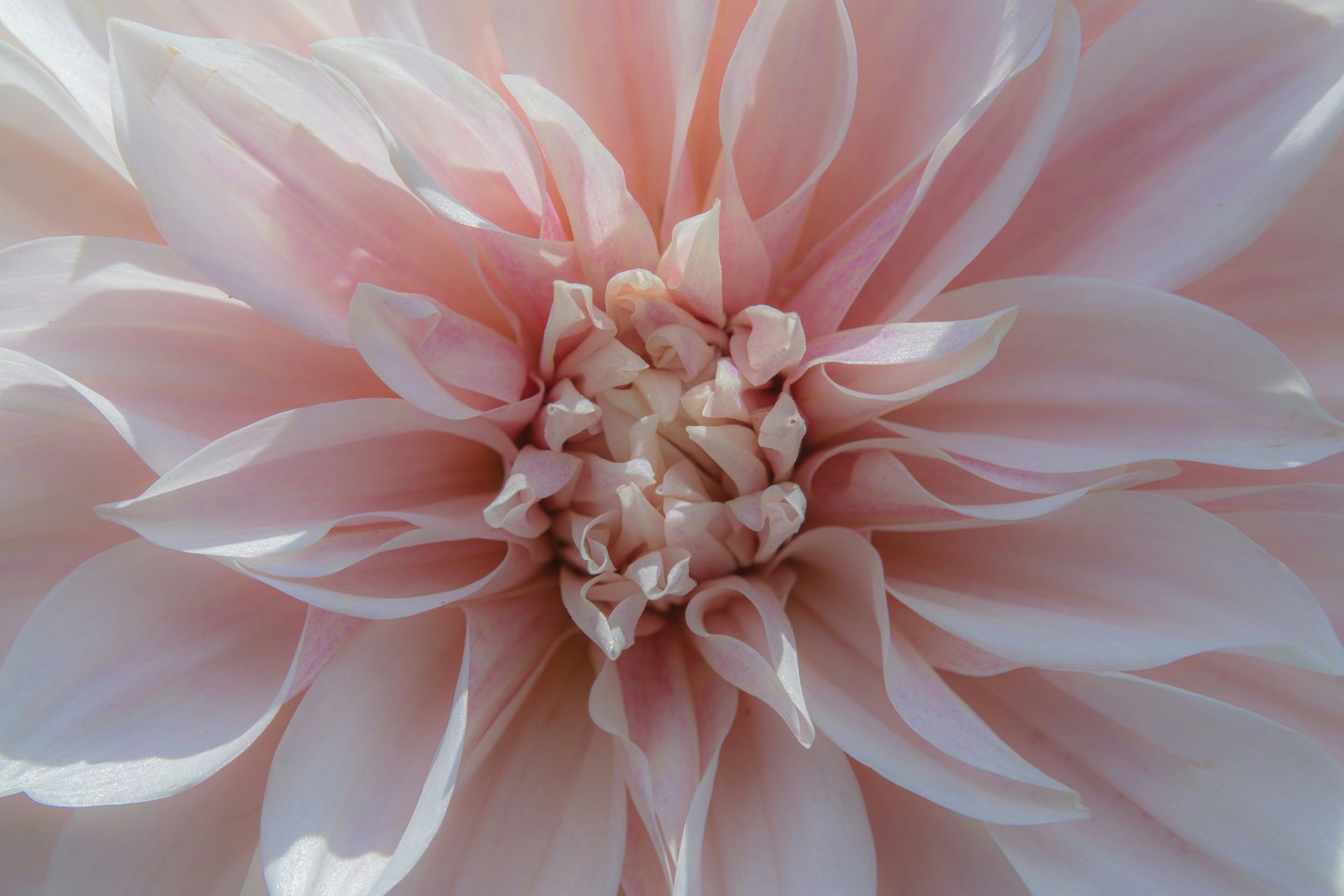Soft dahlia flower representing innate worth and self-compassion for highly sensitive people