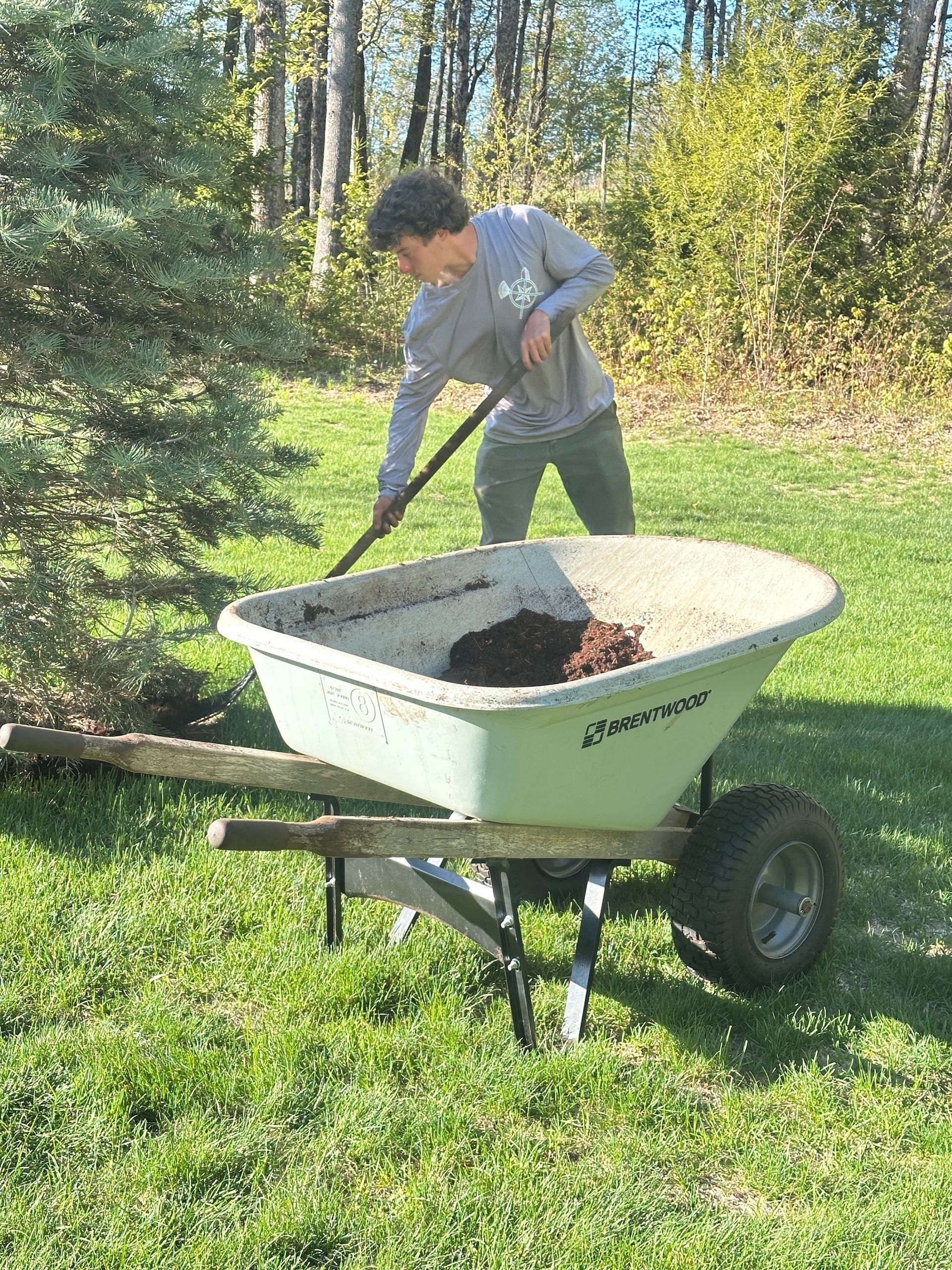 Person shoveling soil into a wheelbarrow on a grassy lawn