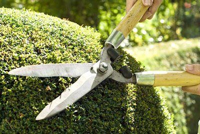 hedge-trimming.jpg
