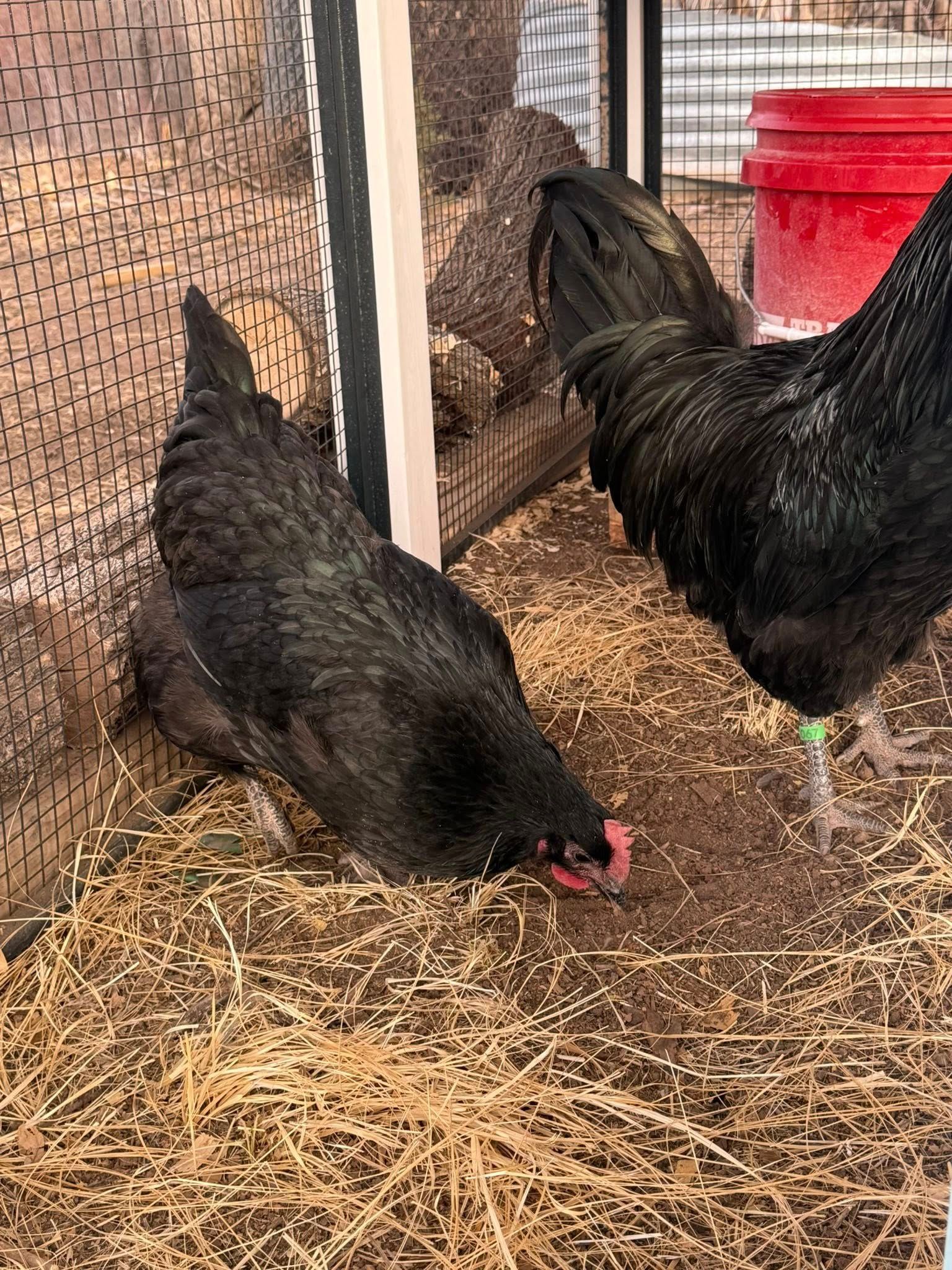 Black Austalorp Hen (Female)