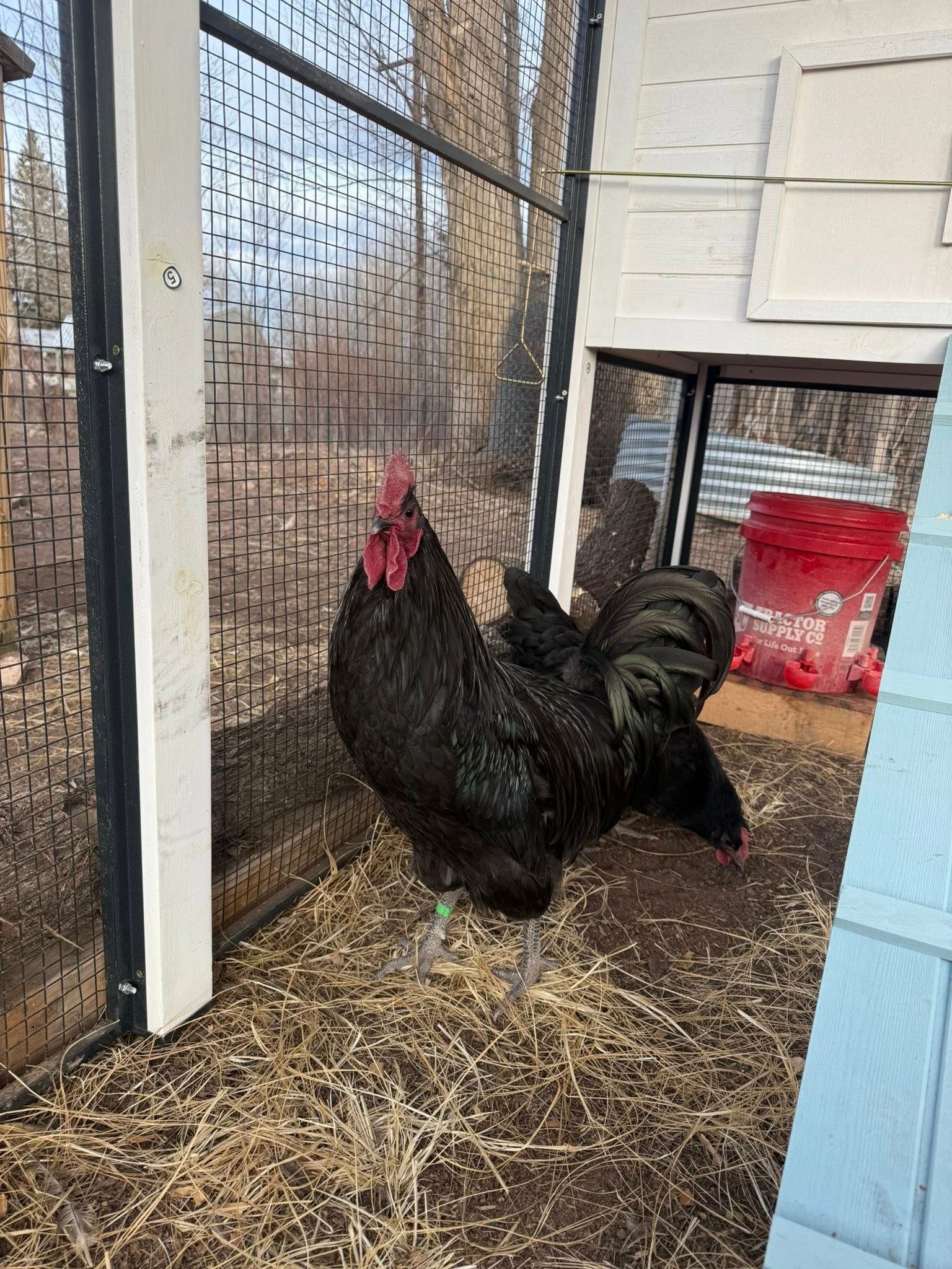 Black Austalorp Rooster (Male)