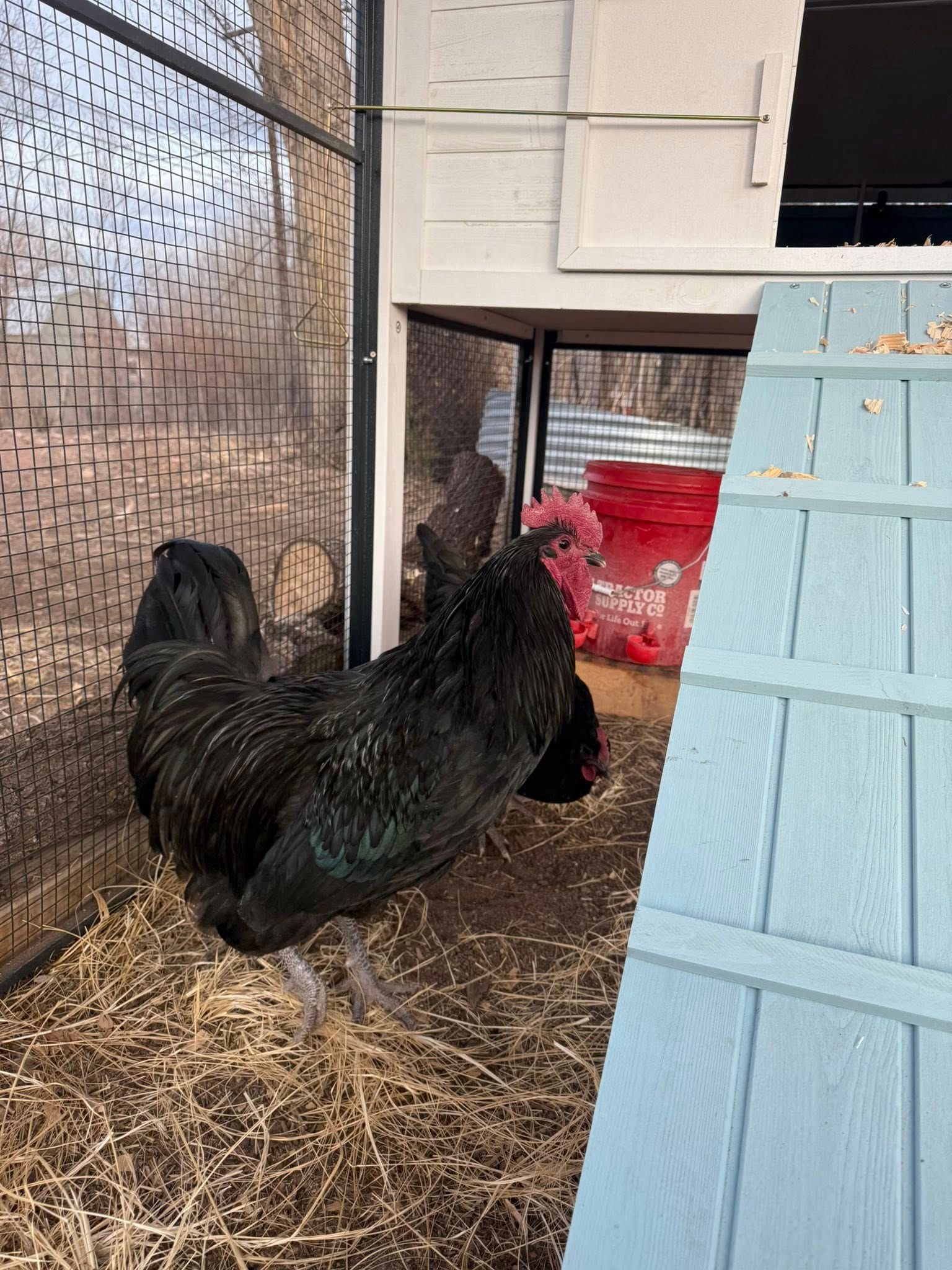 Black Austalorp Rooster (Male)