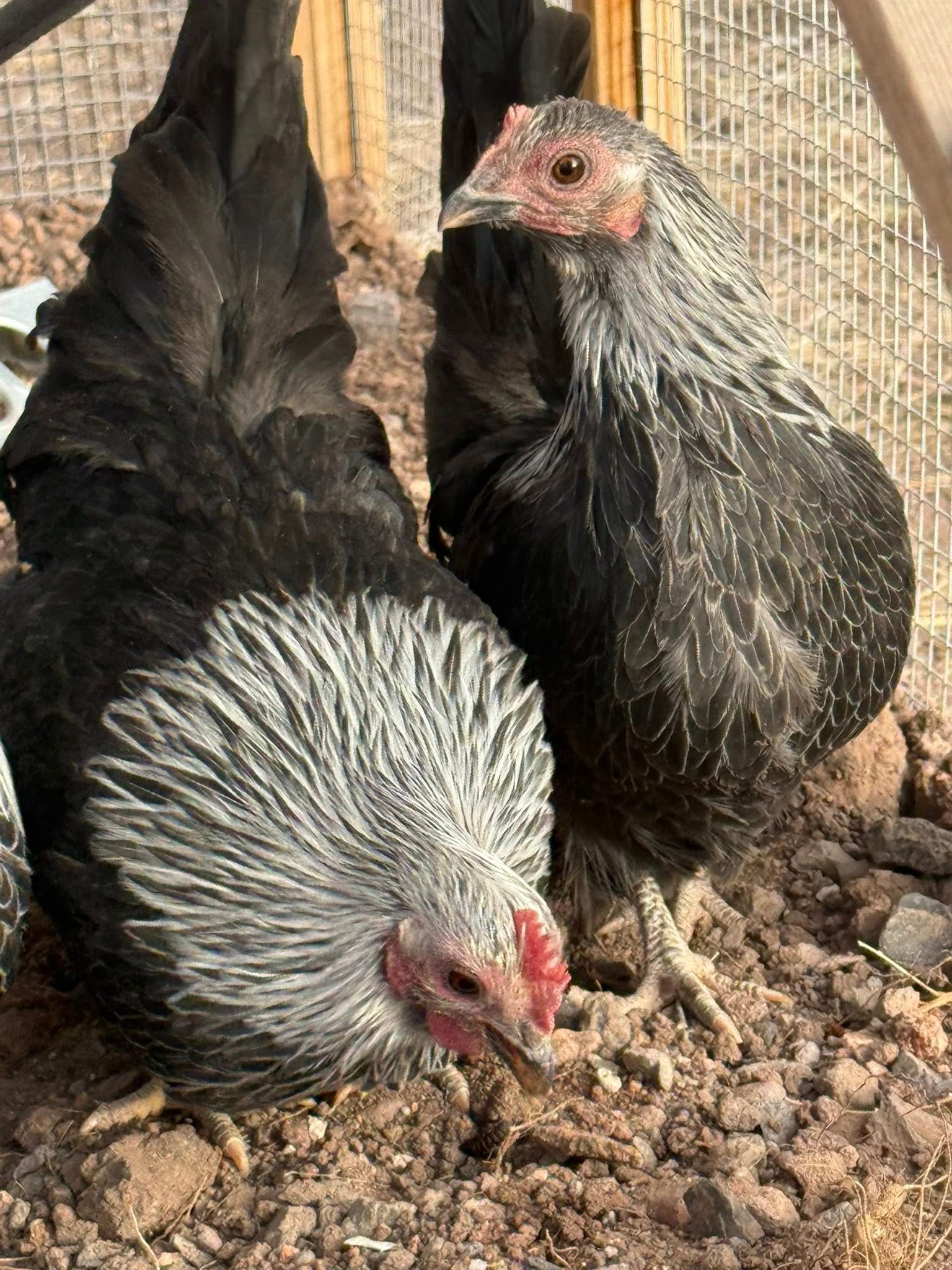 Gray Japanese Bantam