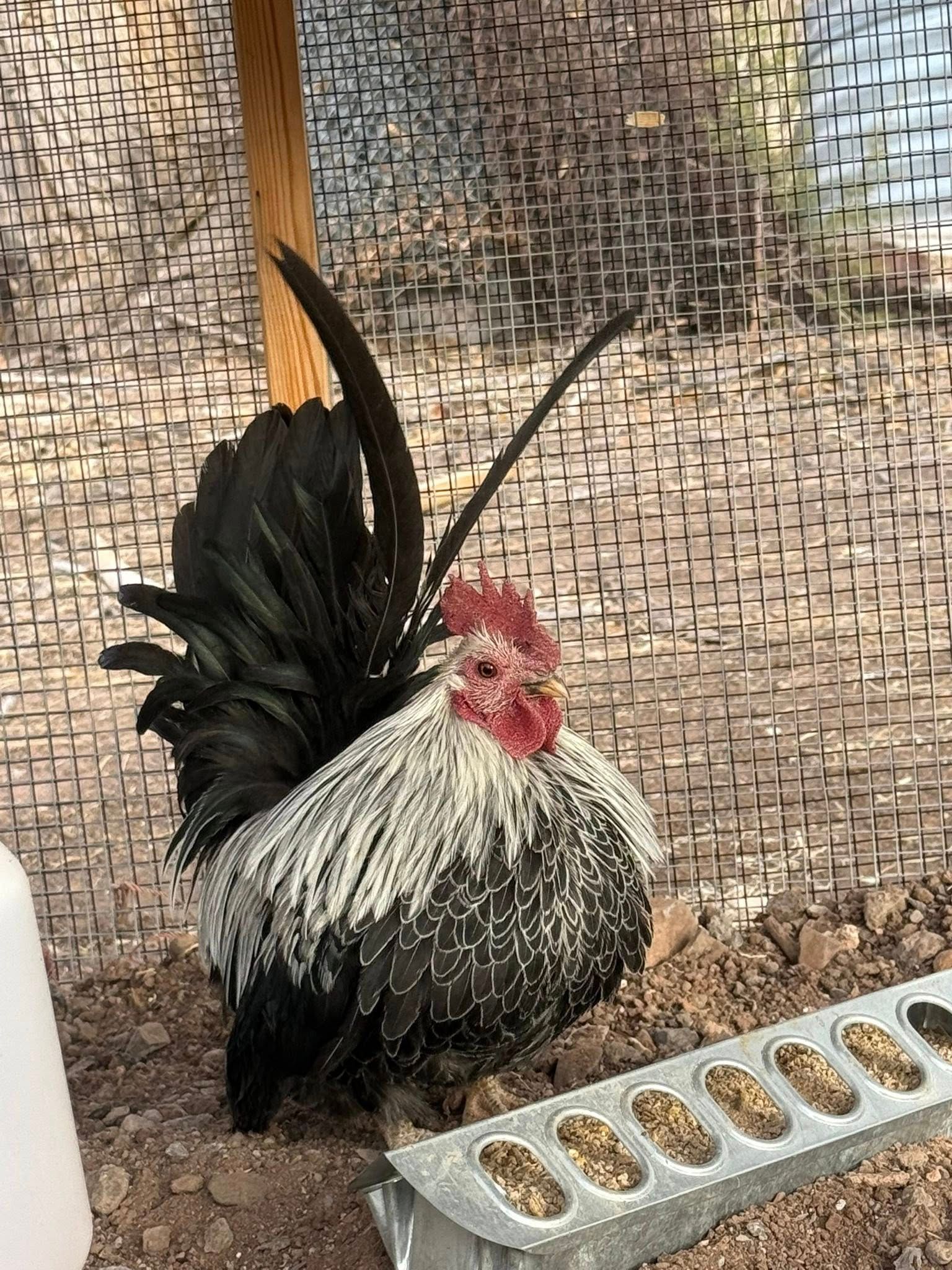Gray Japanese Bantam