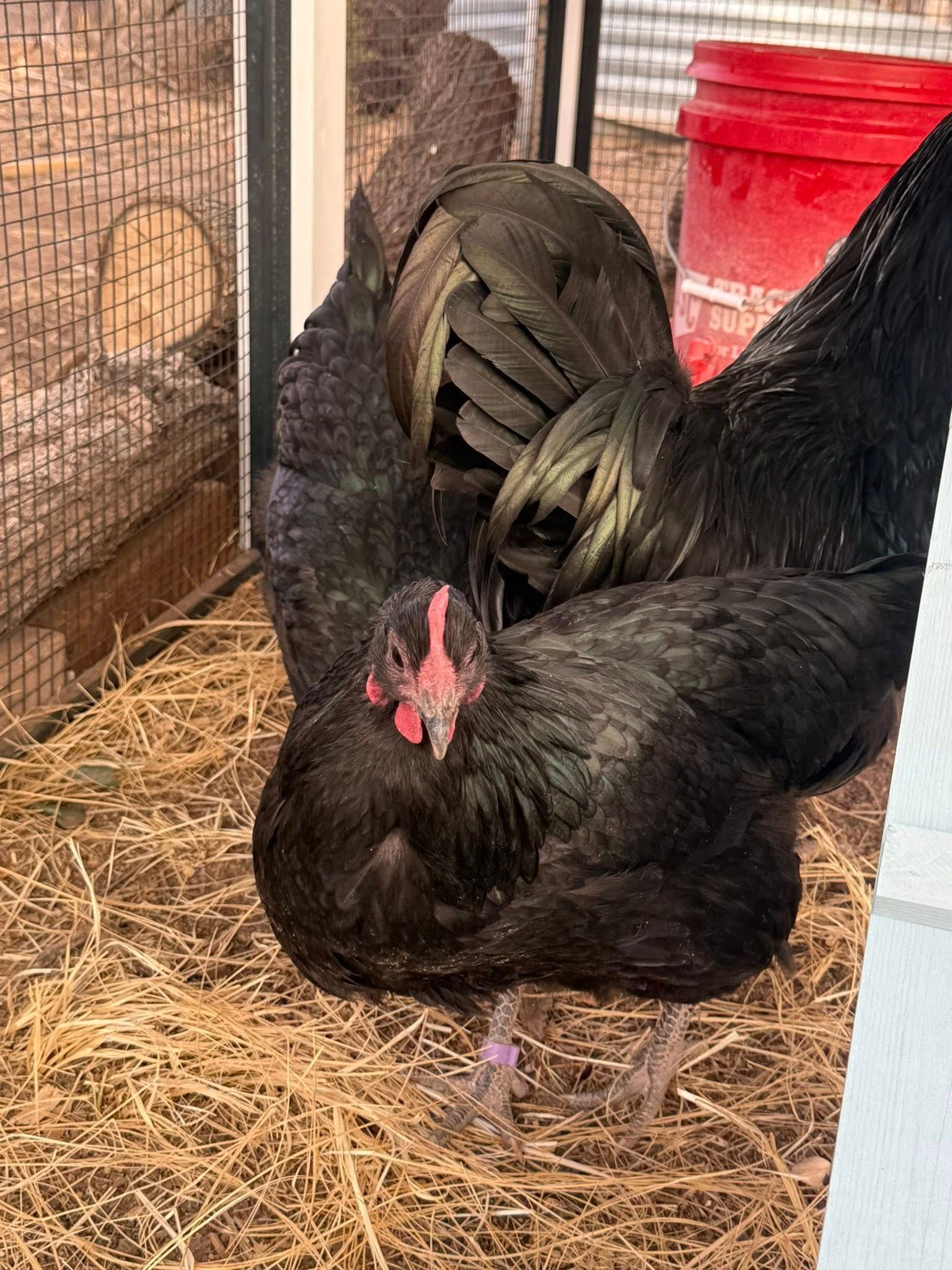 Black Austalorp Hen (Female)