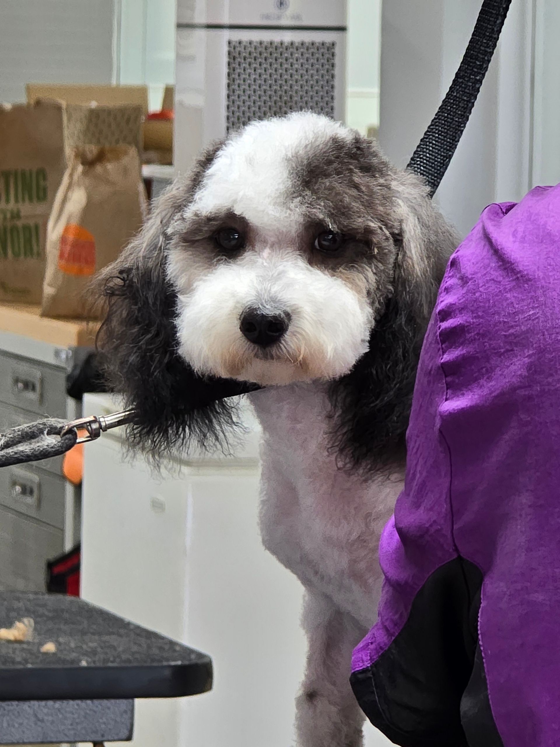 Pet Grooming Prices — Checking Dog Clients in Lansing, MI