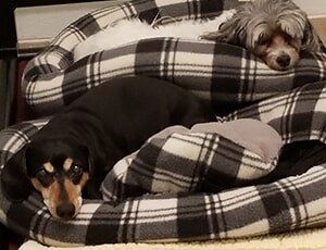 Dog Daycare — Two Dogs Laying at the Bed in Lansing, MI