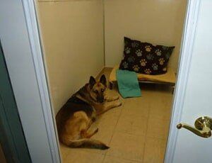 Pet Brushes — Dog Looking at the Door in Lansing, MI