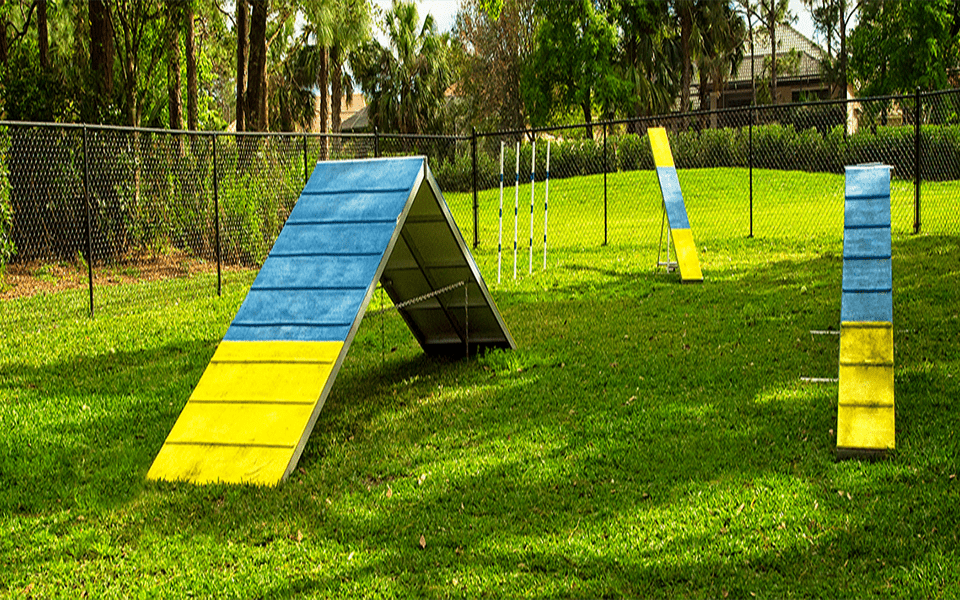 A dog agility course on a grassy field with an A-frame, a teeter-totter, and weave poles in blue and yellow colors.