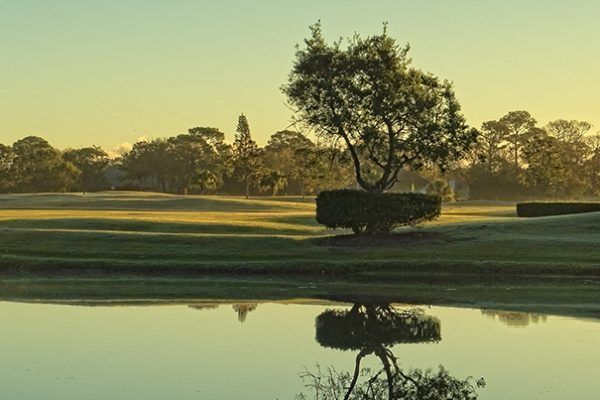 A solitary tree and trimmed hedge stand on a grassy golf course, perfectly reflected in a still, calm pond at sunrise.